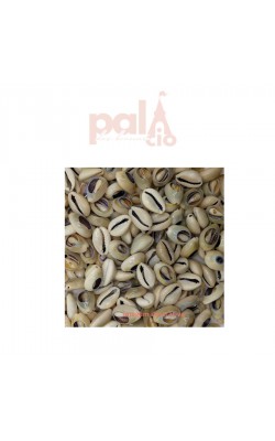 APLIQUE CONCHA BUZIOS 2.3CM 10PC 