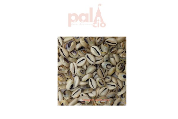 APLIQUE CONCHA BUZIOS 2.3CM 10PC 