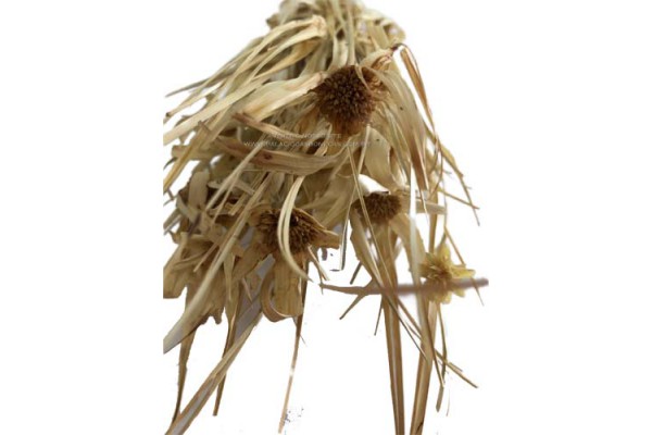 CAPIM ESTRELINHA ALVEJADO 70G